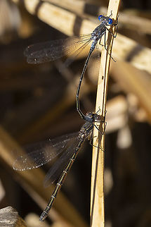 spotted spreadwing mating  Geotagged,Lestes congener,Spotted Spreadwing,Summer,United States