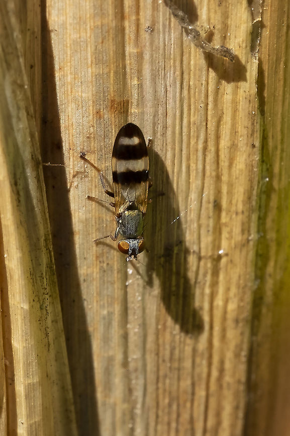 tiny fly with striped wings - Chaetopsis fulvirons only one species in the NW, makes it easy Chaetopsis fulvifrons,Geotagged,Summer,United States