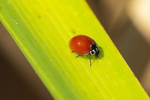 Western Polished Lady Beetle  Cycloneda polita,Geotagged,Spotless Ladybird Beetle,Summer,United States,Western Blood-Red Ladybird