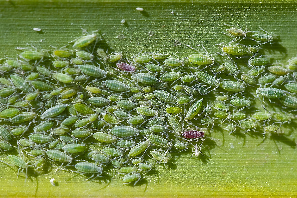 green and pink aphids on cattail  Geotagged,Hyalopterus pruni,Mealy plum aphid,Summer,United States