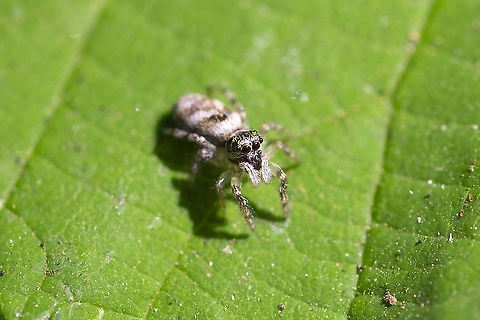 Zebra jumper introduced to Washington Geotagged,Salticus scenicus,Summer,United States,Zebra spider