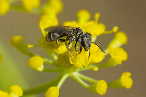 ligated furrow bee  Geotagged,Halictus ligatus,Ligated Furrow Bee,Summer,United States