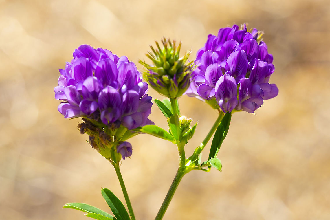 alfalfa  Alfalfa,Geotagged,Medicago sativa,Summer,United States