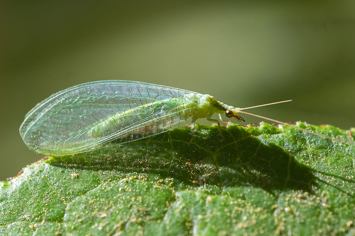 Red-lipped green lacewing differentiated from other species by slightly pointed wing-tips. Chrysoperla rufilabris,Geotagged,Summer,United States