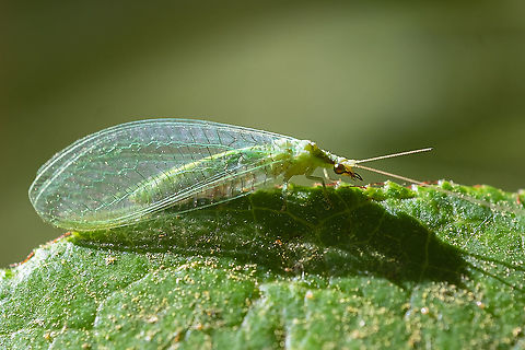 Red-lipped green lacewing differentiated from other species by slightly pointed wing-tips. Chrysoperla rufilabris,Geotagged,Summer,United States