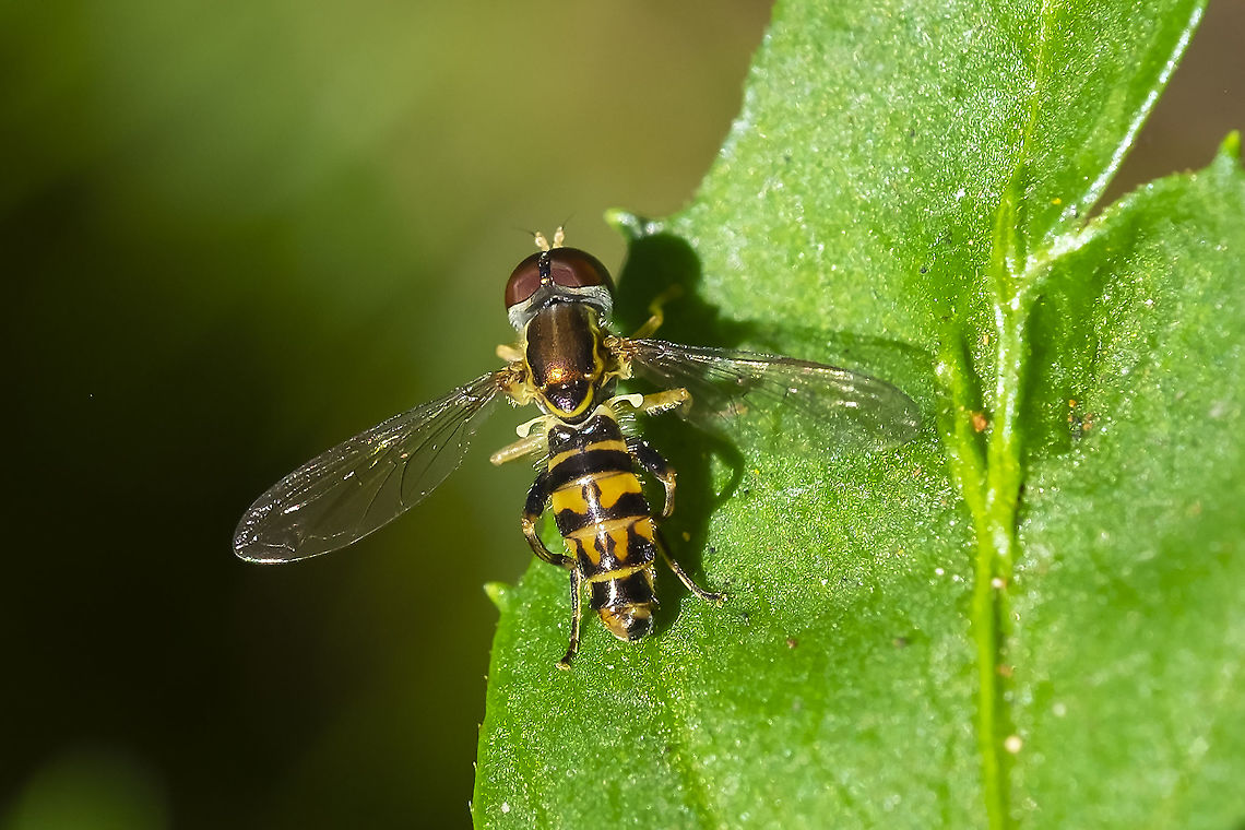 syrphid fly - Western Calligrapher  Geotagged,Summer,Toxomerus occidentalis,United States