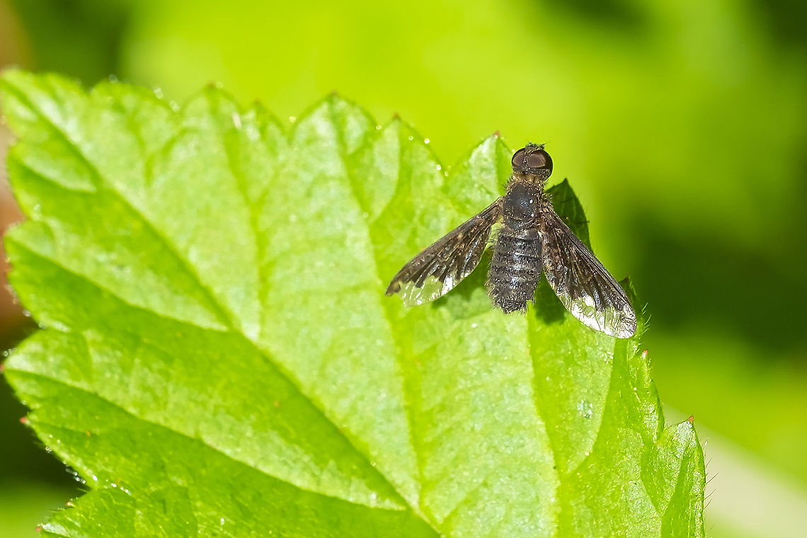 Sinuous bee fly  Geotagged,Hemipenthes sinuosa,Summer,United States