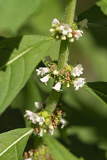 Northern bugleweed  Geotagged,Lycopus uniflorus,Northern Bugleweed,Summer,United States