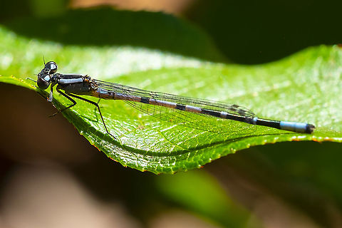 Taiga bluet based on this photo and another of a typical male Coenagrion resolutum,Geotagged,Summer,Taiga bluet,United States