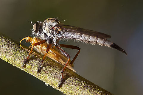Robber fly with prey tough, tough.... 
my comparisons (so far) Philonicus rufipennis, Machimus antimachus but... not sure if either occur in the PNW, Neomochtherus willistoni Geotagged,Summer,United States