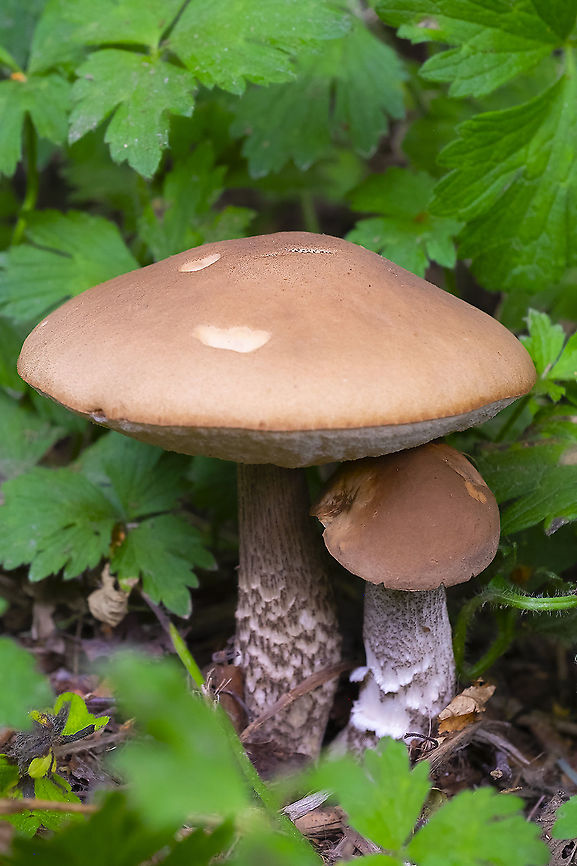Birch Bolete  Birch bolete,Geotagged,Leccinum scabrum,Summer,United States