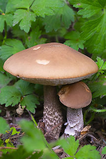 Birch Bolete  Birch bolete,Geotagged,Leccinum scabrum,Summer,United States