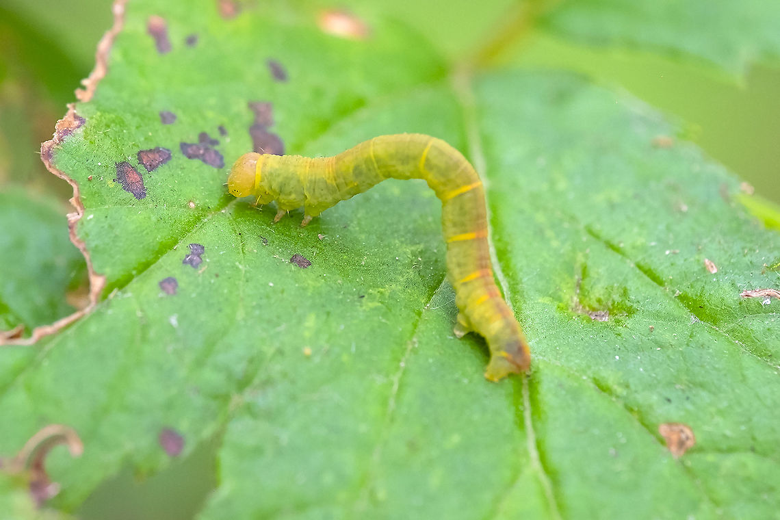 Inch worm - likely geometrid moth caterpillar maybe Lambdina or Melanolophia sp. Geotagged,Summer,United States