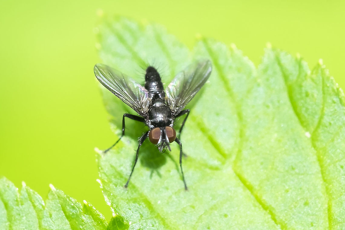 tiny black tachnid fly Epigrimyia polita? Geotagged,Summer,United States