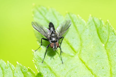 tiny black tachnid fly Epigrimyia polita? Geotagged,Summer,United States