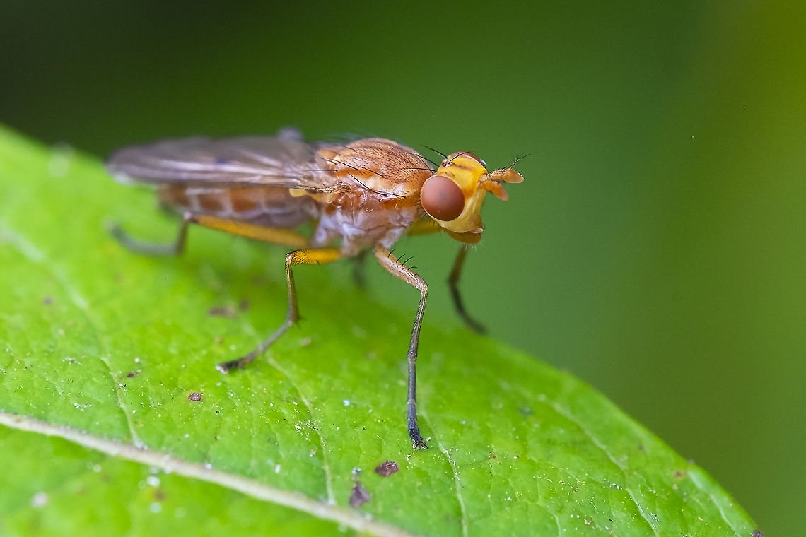 Marsh Fly Family Sciomyzidae possible Tetanocera sp. Geotagged,Summer,United States