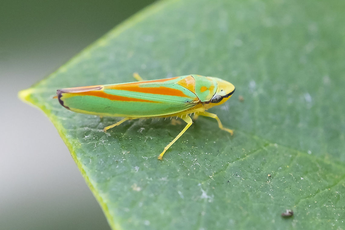 Rhododendron leaf hopper  Geotagged,Graphocephala fennahi,Rhododendron leafhopper,Summer,United States