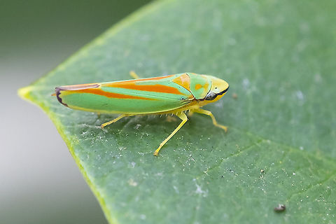 Rhododendron leaf hopper  Geotagged,Graphocephala fennahi,Rhododendron leafhopper,Summer,United States