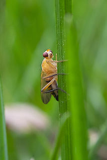 golden fly with a striped abdomen Unfortunately this is the only image I was able to get, but this little guy is so striking.  Cordilura luteola,Geotagged,Summer,United States