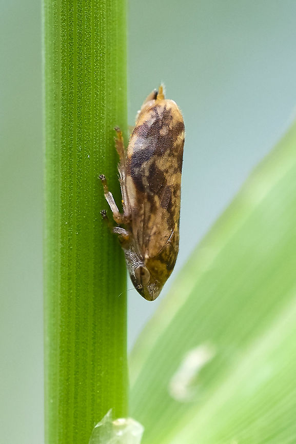 Meadow spittlebug  Geotagged,Meadow Froghopper,Philaenus spumarius,Summer,United States