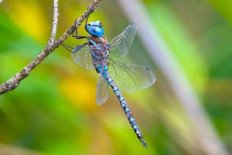 Blue-eyed darner  Aeshna multicolor,Blue-eyed darner,Geotagged,Summer,United States