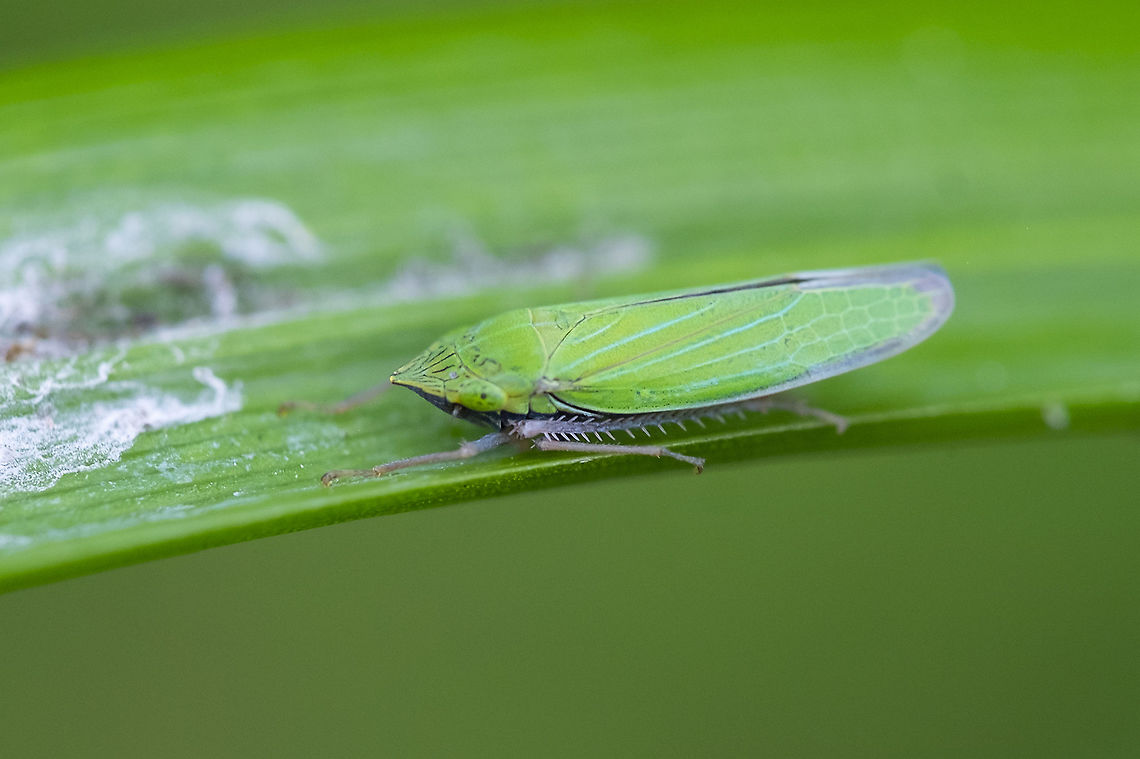 Sharpshooter leafhopper Draeculacephala sp.<br />
but I can&#039;t find a species in this range that should have a dark underside... <br />
<br />
BugGuide has ID&#039;d this as D. robinsoni Draeculacephala robinsoni,Geotagged,Summer,United States