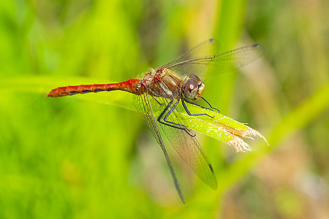 White faced meadow hawk  Geotagged,Summer,Sympetrum obtrusum,United States,White-faced Meadowhawk