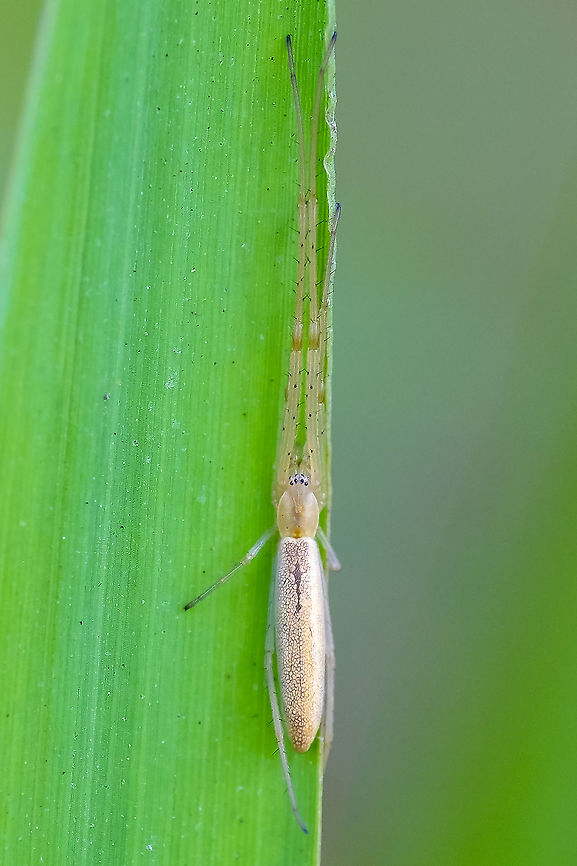 Long-jawed orb weaver I think it may be Tetragnatha laboriosa, based on pattern, eyes &amp; geographical distribution. Geotagged,Summer,United States