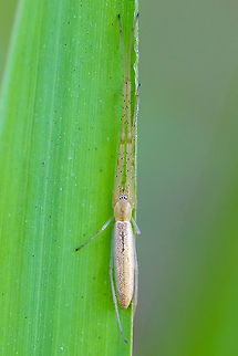 Long-jawed orb weaver I think it may be Tetragnatha laboriosa, based on pattern, eyes & geographical distribution. Geotagged,Summer,United States