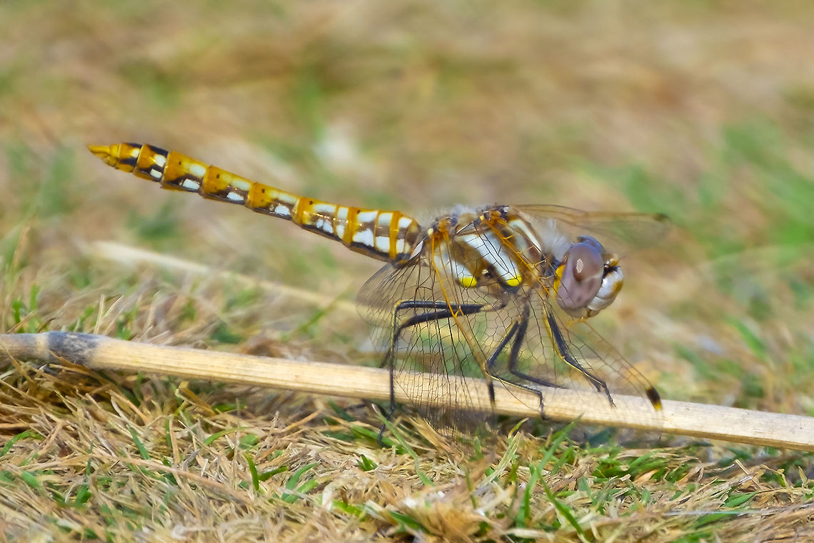 Varigated meadowhawk - female  Geotagged,Summer,Sympetrum corruptum,United States,Variegated meadowhawk