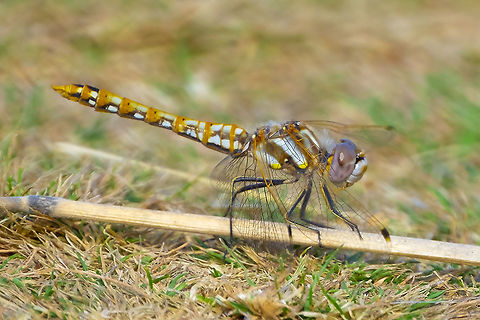 Variegated meadowhawk