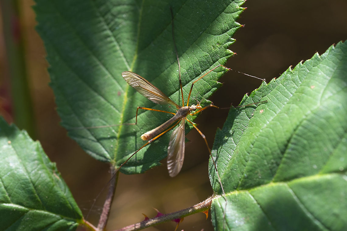 European crane fly  Geotagged,Summer,Tipula paludosa,United States