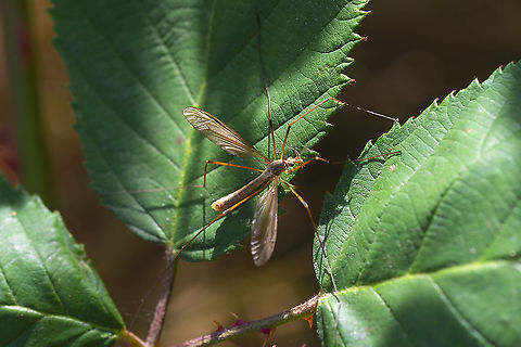 European crane fly  Geotagged,Summer,Tipula paludosa,United States