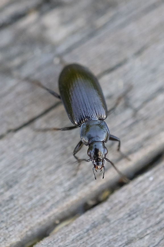 Black ground beetle Agonum sp. per BugGuide (microscopic inspection likely needed for further classification) Geotagged,Summer,United States