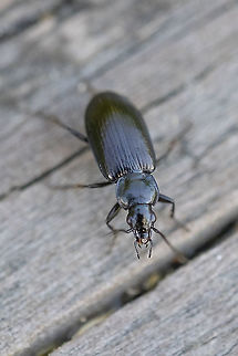 Black ground beetle Agonum sp. per BugGuide (microscopic inspection likely needed for further classification) Geotagged,Summer,United States