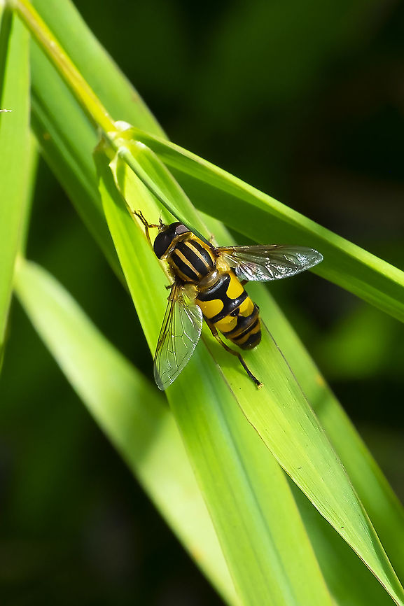 narrow-headed marsh fly  Geotagged,Helophilus fasciatus,Narrow-headed Marsh Fly,Summer,United States
