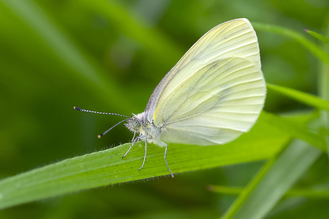 Margined white butterfly  Geotagged,Margined white,Pieris marginalis,Summer,United States