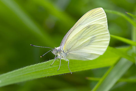Margined white butterfly  Geotagged,Margined white,Pieris marginalis,Summer,United States