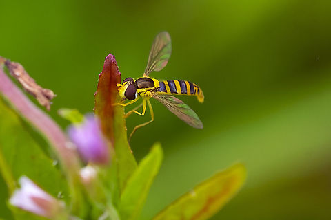 Syrphid fly  Geotagged,Summer,United States