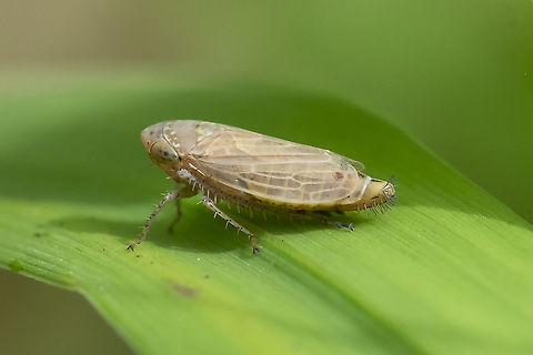 spiky little leafhopper  Beet leafhopper,Circulifer tenellus,Geotagged,Summer,United States