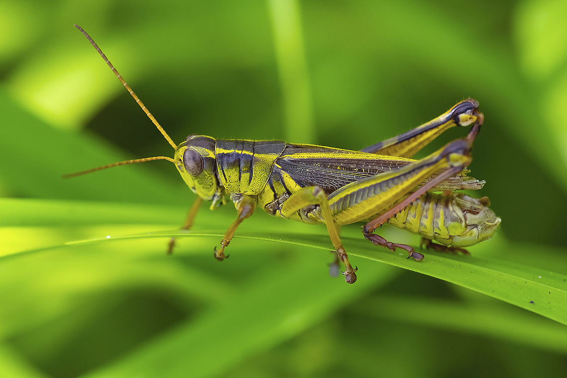 two-striped grasshopper  Geotagged,Melanoplus bivittatus,Summer,Two-striped Grasshopper,United States