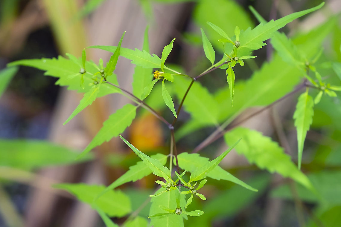 leafy beggar-ticks  Bidens frondosa,Devil's Beggarticks,Geotagged,Summer,United States
