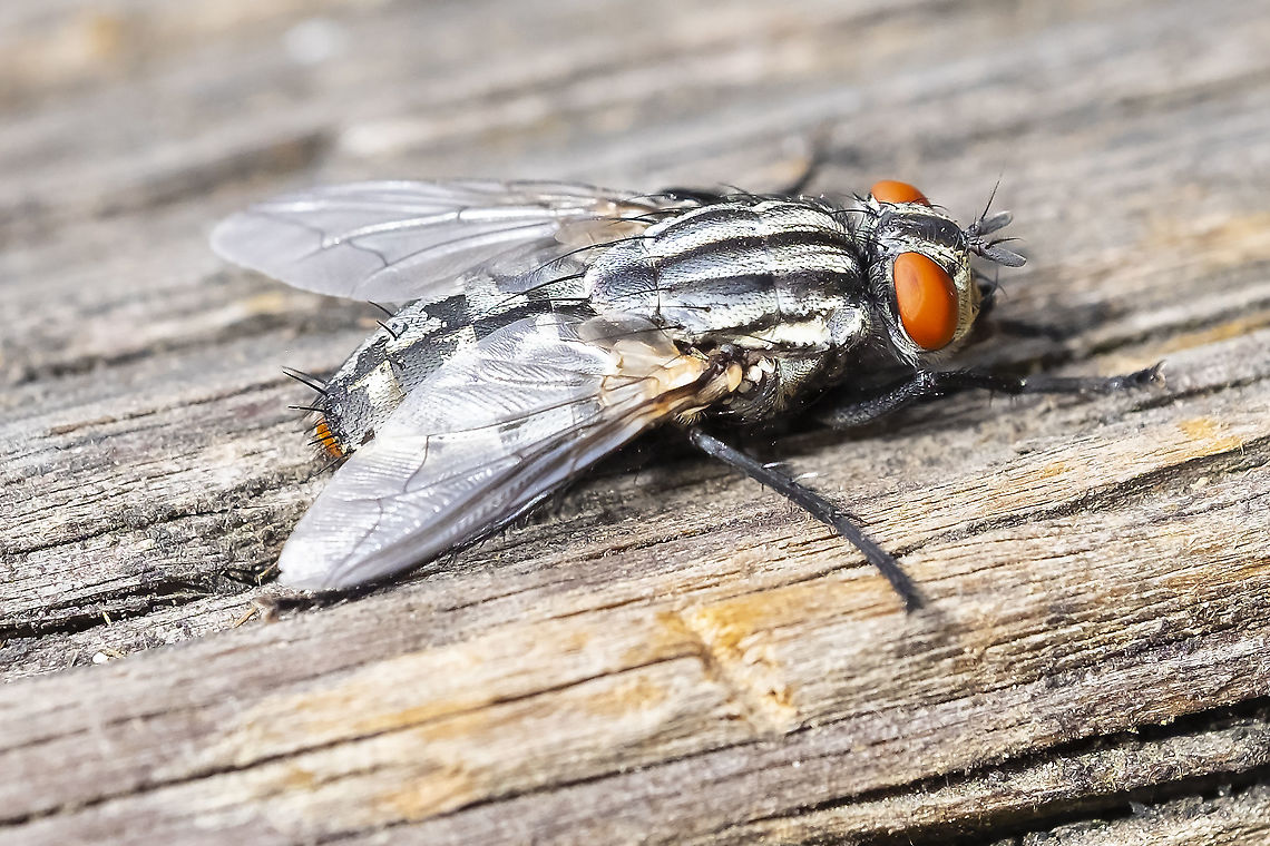 Very large and interestingly marked Sarcophaga sp. fly  Geotagged,Summer,United States