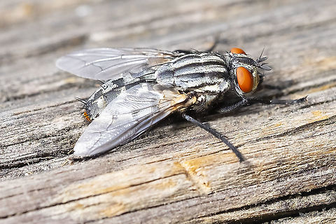 Very large and interestingly marked Sarcophaga sp. fly  Geotagged,Summer,United States