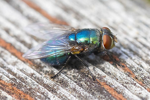 Greenbottle fly - Lucilia sp.  Geotagged,Summer,United States