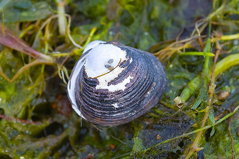 Asiatic Clam apparently invasive here in Washington! Asian Clam,Corbicula fluminea,Geotagged,Summer,United States