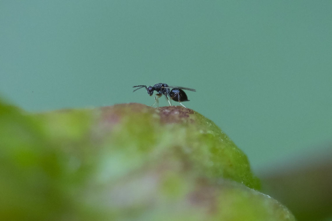 Tiny Blackberry Knot Gall Wasp  Blackberry Knot Gall Wasp,Diastrophus nebulosus,Geotagged,Summer,United States