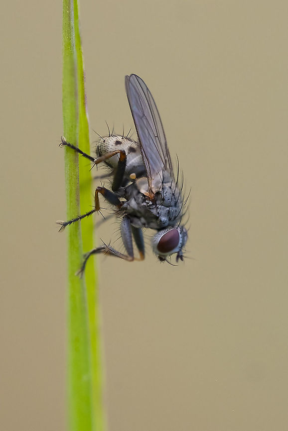 Muscidae fly  Coenosia tigrina,Geotagged,Summer,United States