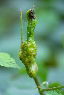 Blackberry knot gall  Blackberry Knot Gall Wasp,Diastrophus nebulosus,Geotagged,Summer,United States