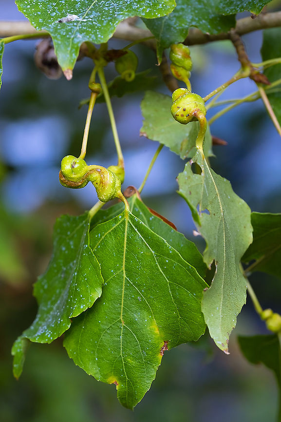 spiral gall aphid galls on poplar leaves Geotagged,Pemphigus spyrothecae,Summer,United States